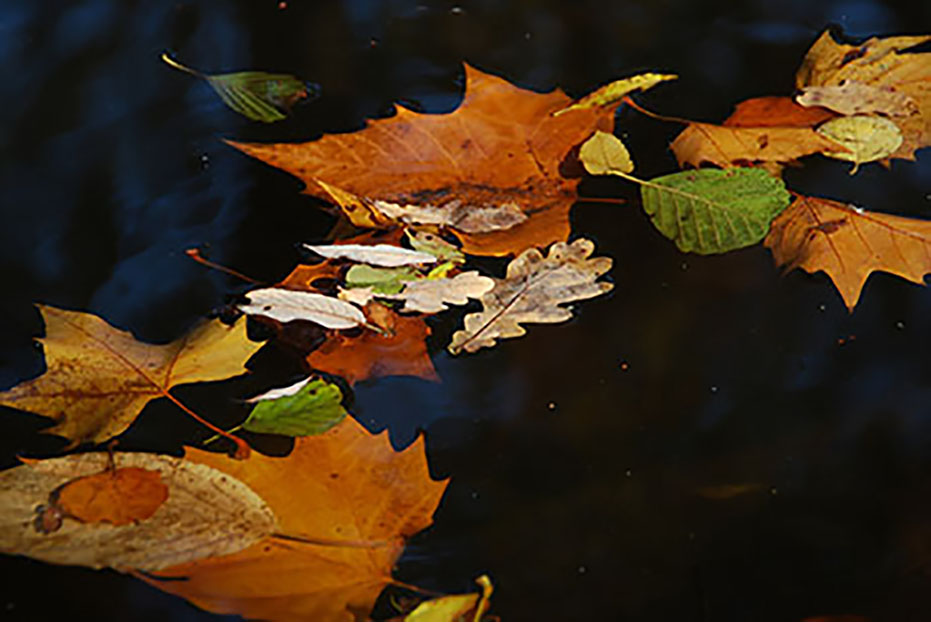 Bassin, feuilles, entretien, automne, hiver, Jardinerie Tarnaise, Albi, Castres, Tarn